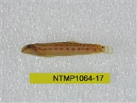 藏品(中華鰍)的圖片